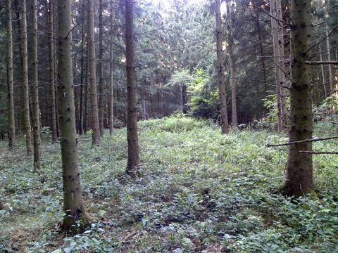 Foto 15